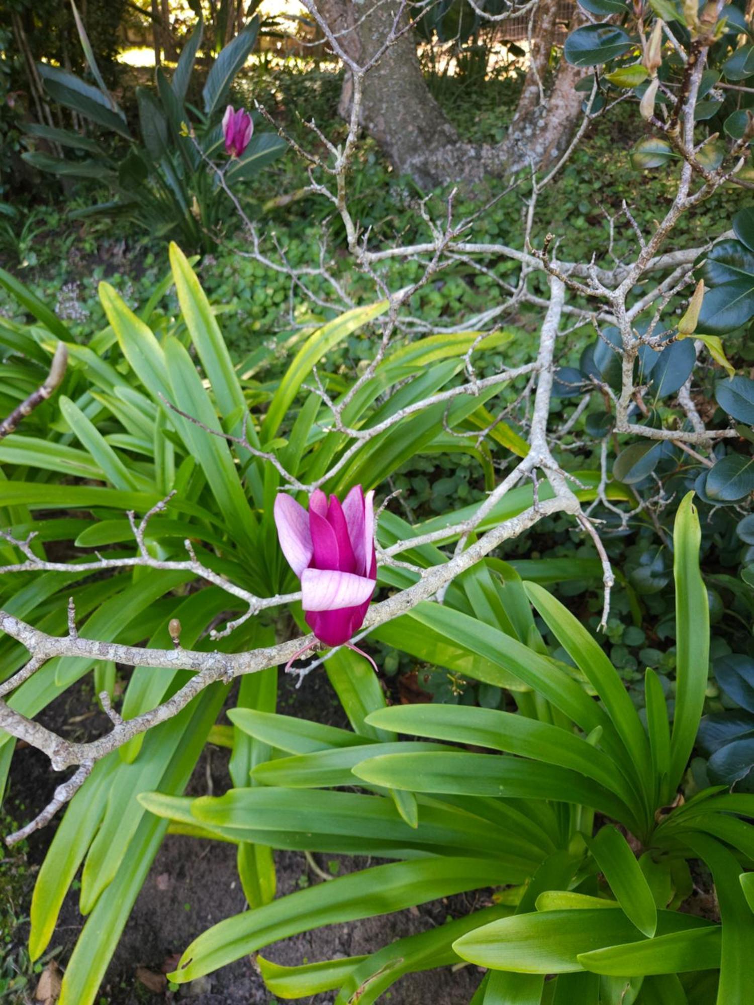 Stannards Guest Lodge 4 Star B&B, Knysna Exterior foto
